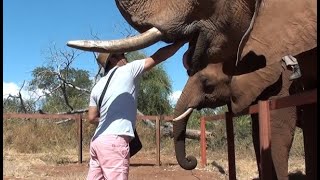 Ride, Feed, & Interact with Elephants at Livingstone, Zambia