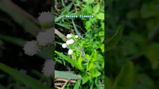 Nature flowers | Like | Share | Subscribe