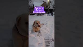 Golyat time #trending #asmr #satisfying #viral #dog #shortvideo #winter