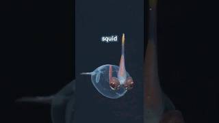 Invisible Squid | Glass Squid | #animals #ocean #facts #wildlife #shorts #squid