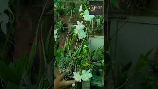 beautiful white orchid,that makes you crazy @SandipOrchid