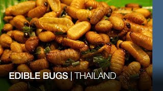 Edible Bugs | Thailand