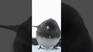 Dark-eyed Junco #bird