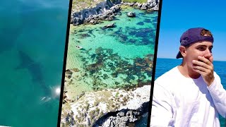 GREAT WHITE SHARK ENCOUNTER AT CARNAC ISLAND, PERTH! - SHARKS EVERYWHERE ON THE DRONE!