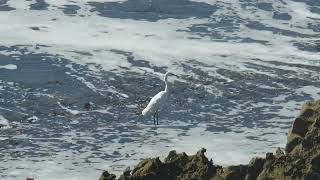 Egret Fishing Amidst Choppy Ocean Waves figuring things out