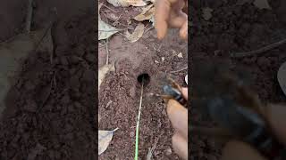 2 crickets queen Vs Fire ants #shorts