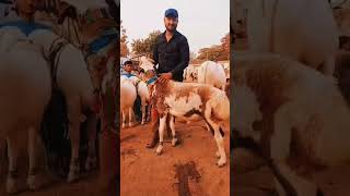 watch the End 😲 #sheep #pets #goat #sheepfarming #peshawar #bakramandi #livestock #cattlepoint