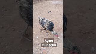 #Short ayam tounggok || buntung tanpa ekor