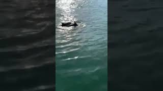 Venezia, coppia di delfini nel Canal Grande