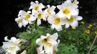 Bees around Lilium Regale