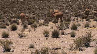 Vicuñas! Known for Their Amazing Wool.