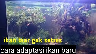 cara adaptasi ikan baru beli supaya tidak setress