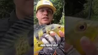 Arriba Puerto Rico 🇵🇷.   Aprovechen este código y visiten JR Fishing shop.  Dorado