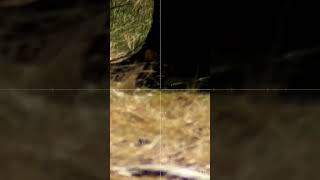 Camouflage Vs the Rabbit Busters - Hunting Video #rabbitbusters