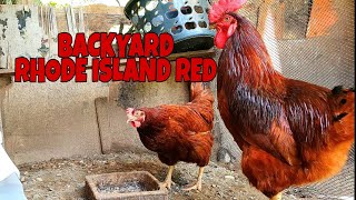 RHODE ISLAND RED BACKYARD FARMING