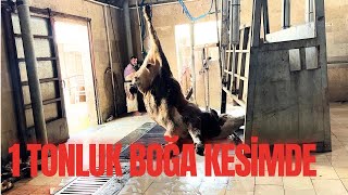 BESİCİ İÇİN KÖTÜ BİR SENARYO / YAĞLI KESİM 350 TL