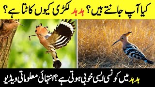 Why is the Hoopoe Have Crown | Amazing facts about Hoopoe (Hud Hud)| International Stories Explainer