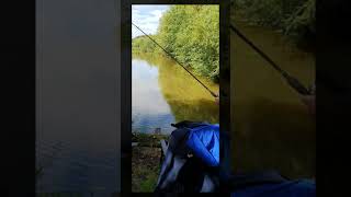 Common Carp caught on my Chris Lythe Centrepin reel 18 July 2020