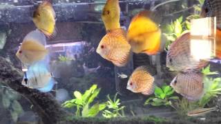 Updates video of the 135 gal discus tank