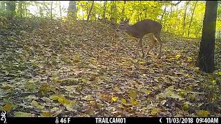 injured buck