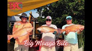 Monster Mangrove Snapper Bite!  Offshore Tampa Bay