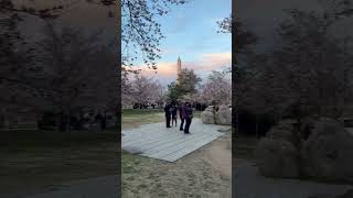 【出張動画】ワシントンD.C.には桜だけでなく、日本の灯籠もあります。#usa #washingtondc #米国 #アメリカ #桜 #cherryblossom