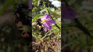 Red and black striped Flower beetle beetle eats purple flower #shorts