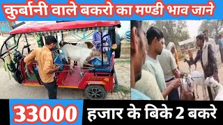 Kurabani Wale Bakro Ka Mandi Bhav|2Bakre Bike 33000 Ke |Vimalumrao