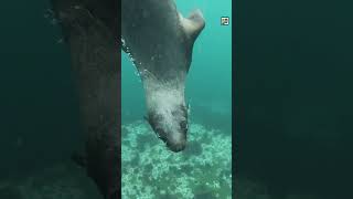 Quick Sea Lion Facts - The Lion KING of the COAST - Animal a Day #shorts #animals