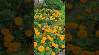 MARIGOLD #shorts #flowers