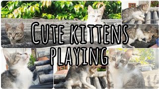 Funny kitty playing (Part-2) | Cute kitten playing | Funny kitten video | kitten playing