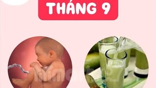 Dinh Dưỡng Cho Mẹ Bầu Theo Từng Tháng Thai Kỳ