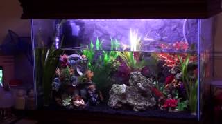 Fish Tank High Speed Water change