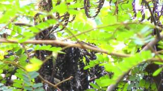 Tit-Babbler, Striped - Macronous gularis