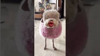 Funny animal video #ytviral #funny #funnyclips #comedy #petslover #petvideos #ytshorts # #animals