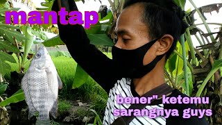 pemancing pasti berontak lihat ikan sebanyak ini