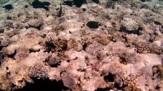 What you see on the Red Sea in Egypt  !   Corals and fishes