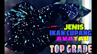 JENIS IKAN CUPANG AVATAR TOP GRADE