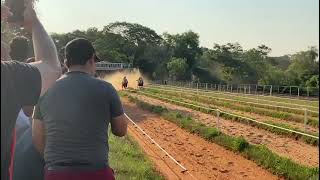 Gran Rojo ganador desde la gatera