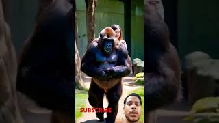 Gorilla good lover funny video 😍#funny #gorillalove #youtubeshorts #shortvideos #shortfeed #shorts