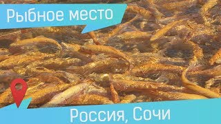 Форелевое хозяйство "Адлер" или где в Сочи водится форель