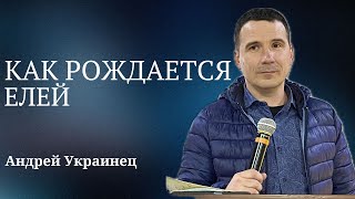 Как рождается елей│                                                                  Андрей Украинец