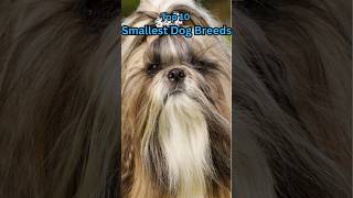 Smallest Dog Breeds🐶🐾#smalldog #smalldogs #daily