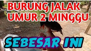 BURUNG JALAK KEBO UMUR 2 MINGGU | SEBESAR INI  ⁉️ @NengChilaChilatoz