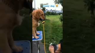 Funny dog #shorts #whatsappstory #nature #travelvlogs #peace  #europe #2022 #dogloversofinstagram