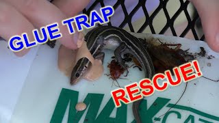 How to save a lizard from a glue trap -- Fiesty Kate and the Fiestettes to the rescue