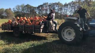 Picking pumpkins old ford tractor