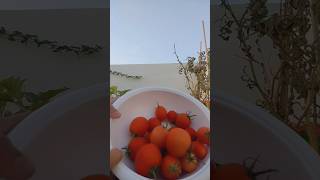 Red tomatoes 🍅 Harvest #organicfarming #gardeningtips #harvest #tomatoes #growtomatoes #shorts