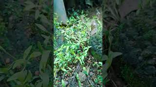 മല്ലി ഇങ്ങനെ മുളച്ചു കണ്ടിനോ🤩🍀 #shortvideo #viral #hibusmedia