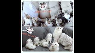 💃💃Dance With Me😽Cute Animals compilation 😏#17--2020 June